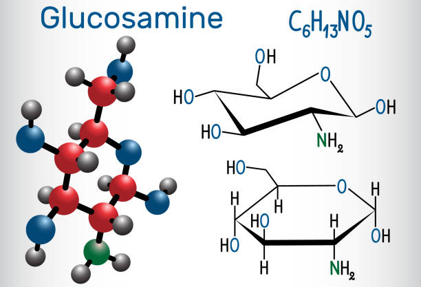 Glucosamine molecule, is one of the most abundant monosaccharides, is dietary supplement Glucosamine molecule, is one of the most abundant monosaccharides, is dietary supplement. Structural chemical formula and molecule model. Vector illustration glucosamine stock illustrations
