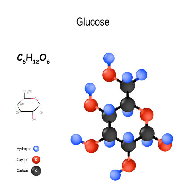 Glucose. dextrose is a simple sugar. Chemical structural formula and model of molecule. C6H12O6. Glucose. dextrose is a simple sugar. Chemical structural formula and model of molecule. C6H12O6. Vector diagram for educational, medical, biological, and scientific use glucose stock illustrations