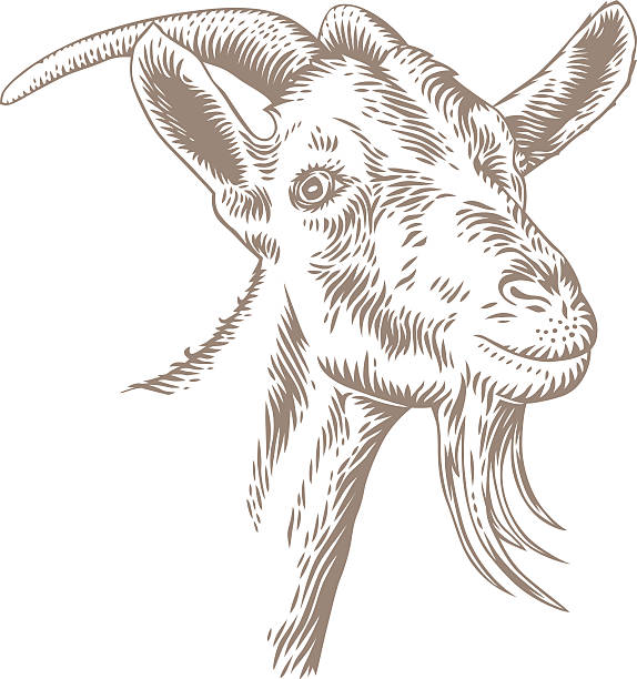 Goat head with horns Drawing of isolated white goat head with horns on the white goat stock illustrations