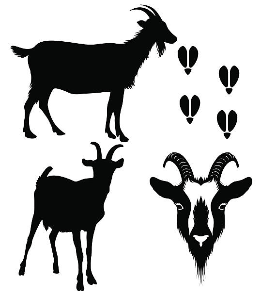 Download Royalty Free Dairy Goat Clip Art, Vector Images ...