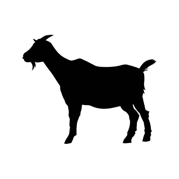 Download Goat Outline Illustrations, Royalty-Free Vector Graphics ...