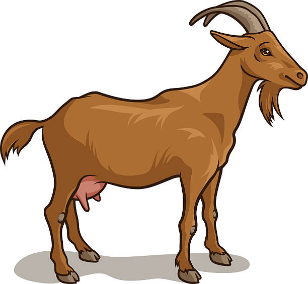 Goat Clip Art, Vector Images & Illustrations - iStock