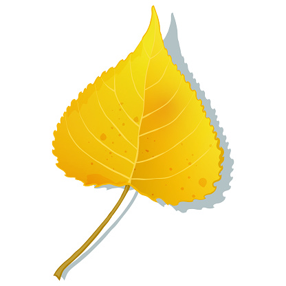 Gold aspen leaf isolated on white background