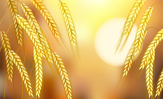 Golden barley plant ear field harvest time