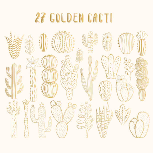 Golden cactus collection. Vector. Isolated. Golden cactus collection. Vector. Isolated. cactus drawings stock illustrations