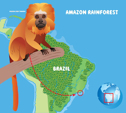 Golden lion tamarin and Amazon Rainforest