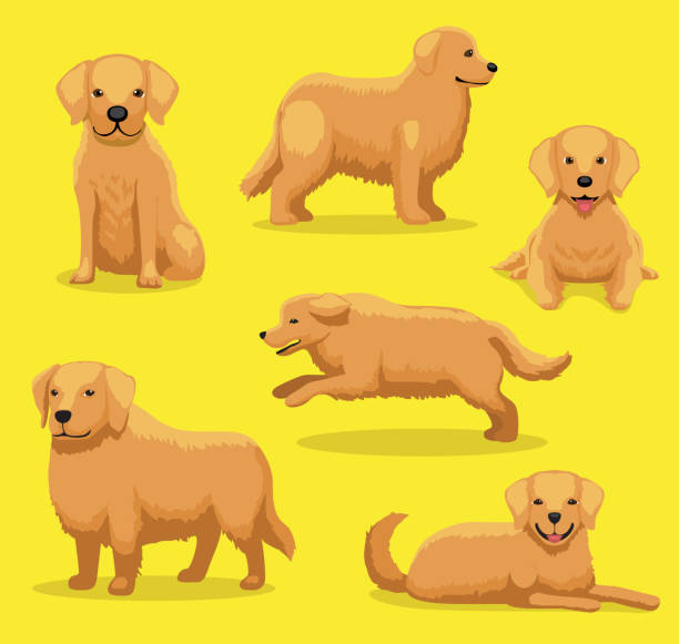 ilustrações de stock, clip art, desenhos animados e ícones de golden retriever cute cartoon vector illustration - golden retriever