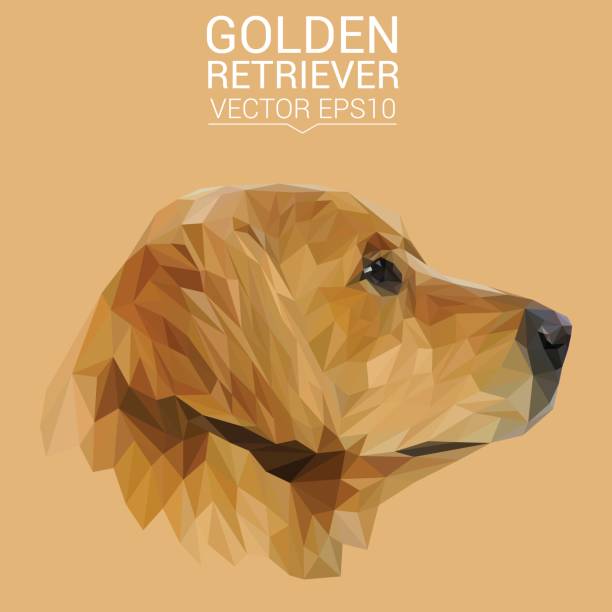 ilustrações de stock, clip art, desenhos animados e ícones de golden retriever dog animal low poly design. triangle vector illustration. - golden retriever