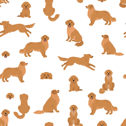 Golden retriever dogs in different poses and coat colors. Seamless pattern. Adult goldies and puppy set.  Vector illustration