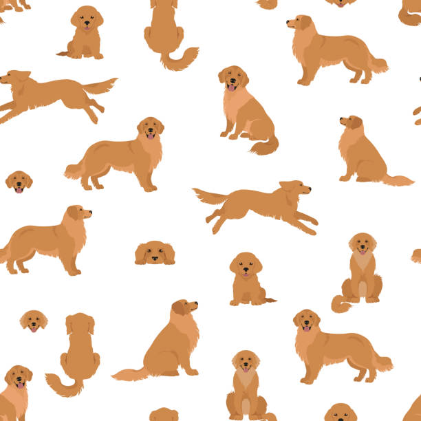 ilustrações de stock, clip art, desenhos animados e ícones de golden retriever dogs in different poses and coat colors. seamless pattern - golden retriever