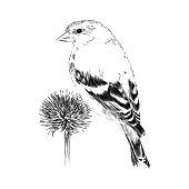 A goldfinch feeding on dried echinacea flower in winter. Drawn in Pen and Ink. EPS10 Vector Illustration