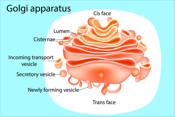 Golgi apparatus. Diagram Golgi apparatus. Diagram endoplasmic reticulum stock illustrations
