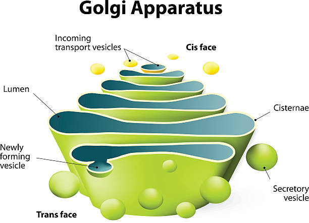 Golgi apparatus or Golgi body Golgi apparatus. Golgi Complex plays an important role in the modification and transport of proteins within the cell endoplasmic reticulum stock illustrations