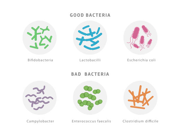 gute und schlechte bakterienflora icon-set isoliert auf weißem hintergrund. darm-dysbiose konzept medizinische illustration mit mikroorganismen. - bakterie stock-grafiken, -clipart, -cartoons und -symbole