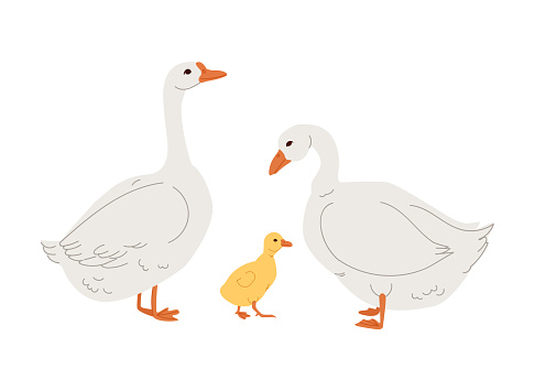 Goose family side view. Farm animals of different sex and age. Vector illustration