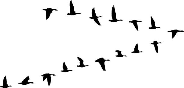 gooses V formation of birds, gooses flock bird silhouettes stock illustrations