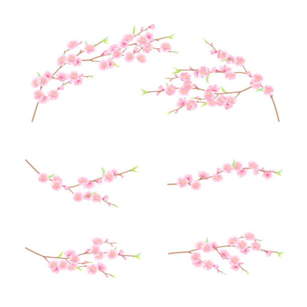 華やかな桃の花のベクターイラスト - 桃の花点のイラスト素材／クリップアート素材／マンガ素材／アイコン素材
