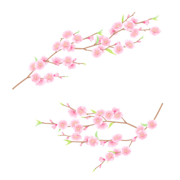 華やかな桃の花のベクターイラスト - 桃の花点のイラスト素材／クリップアート素材／マンガ素材／アイコン素材