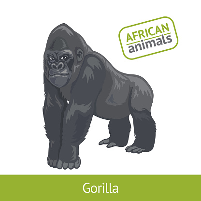 gorilla male