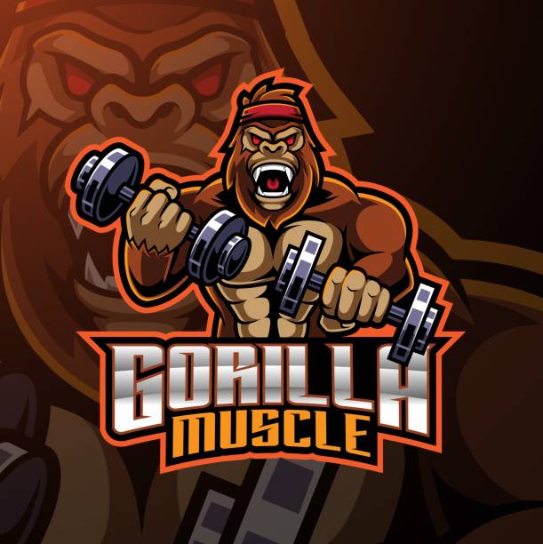 Gorilla muscle mascot logo design Illustration of Gorilla muscle mascot logo design gorilla stock illustrations