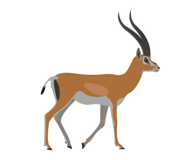 Grant’s gazelle, Nanger granti Illustration of a Grant’s gazelle, Nanger granti antelope stock illustrations