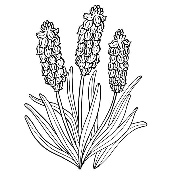 Grape Hyacinth flower line art drawing vector art illustration