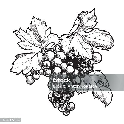 istock Grapes cluster with leaves. Ink style black and white drawing 1205477836