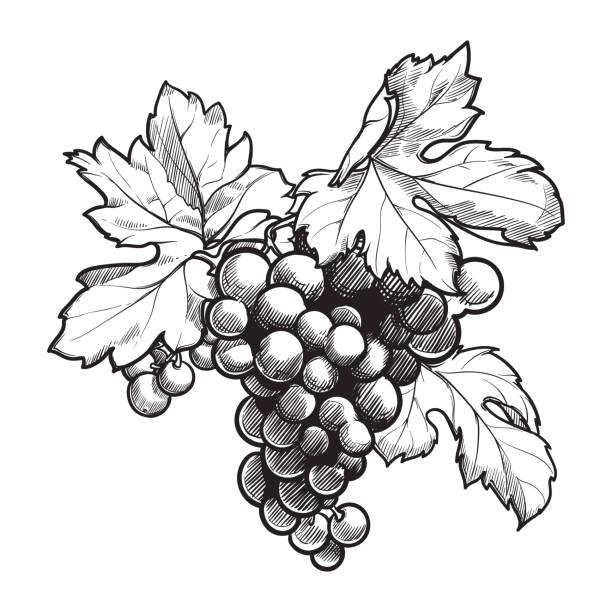illustrations, cliparts, dessins animés et icônes de les raisins se regroupent avec des feuilles. dessin noir et blanc de modèle d’encre - raisin