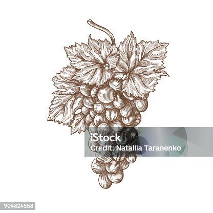 istock Grapes engraving 904824558