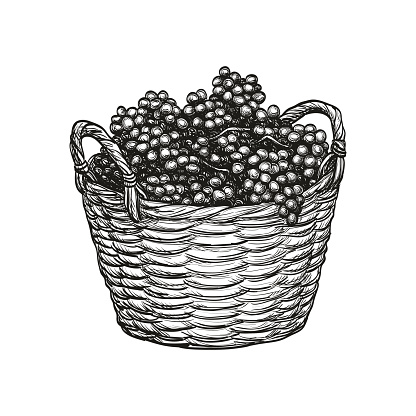 Grapes in basket.