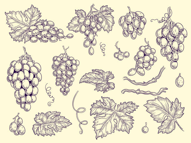 Grapes set. Vineyard collection wine grapes and leaves vector engraving graphic pictures for restaurant menu Grapes set. Vineyard collection wine grapes and leaves vector engraving graphic pictures for restaurant menu. Illustration grape wine, fresh taste grapevine bunch illustrations stock illustrations