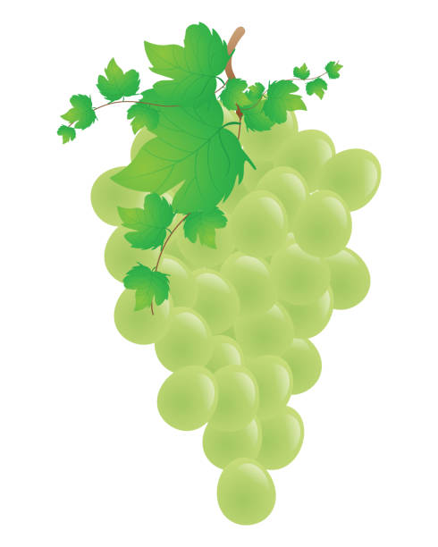 Concord Grapes Illustrations, Royalty-Free Vector Graphics & Clip Art ...