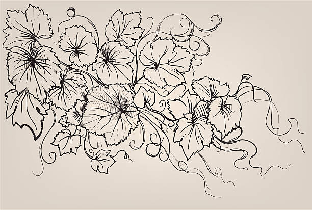 Blumenranken Bilder Illustrationen Und Vektorgrafiken Istock