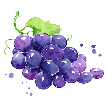 Grapes watercolor painting hand painted