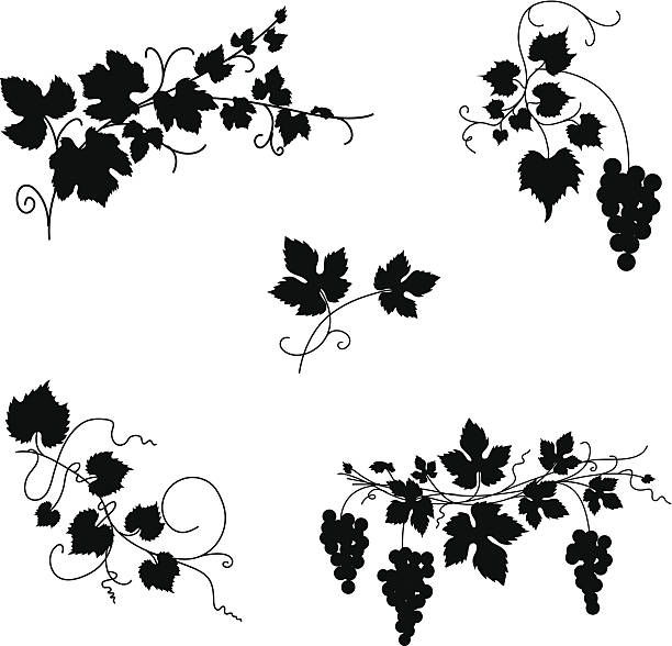 grapevine design-ornamenten - weinbau stock-grafiken, -clipart, -cartoons und -symbole