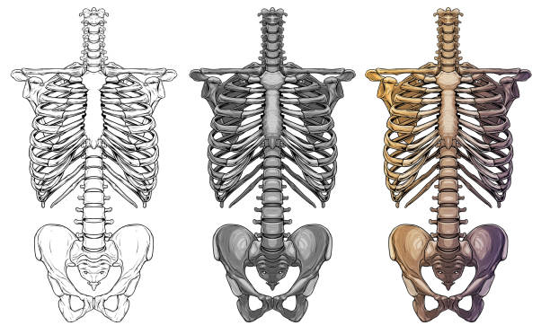 Graphic human skeleton thorax bones vector Graphic detailed black and white colorful human skeleton thorax bones. Isolated on white background. Vector icon set. spine body part stock illustrations