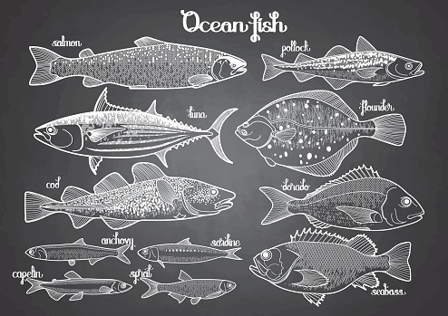 Graphic ocean fish collection