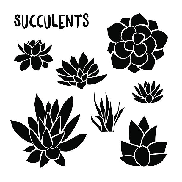 Download Royalty Free Succulent On White Clip Art, Vector Images ...