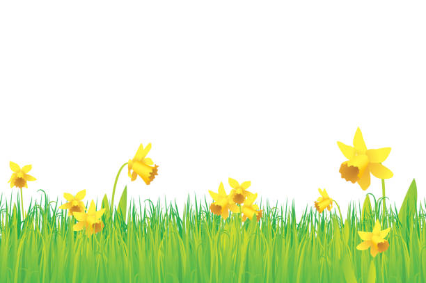 Grass and daffodils background Grass spring daffodil stock illustrations