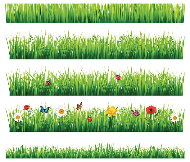 Grass and flowers set Flower and grass Set, Vector Illustration grass borders stock illustrations