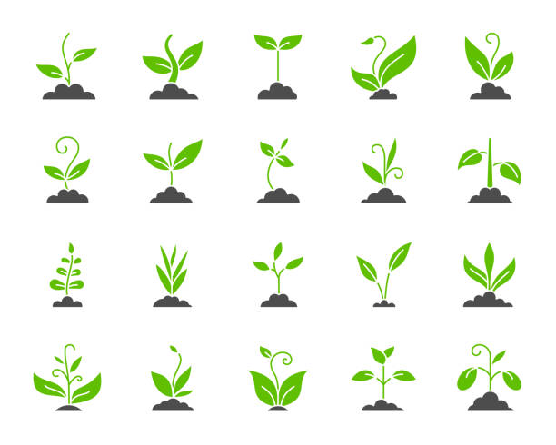 Grass simple color flat icons vector set Grass silhouette icons set. Isolated on white web sign kit of bio plant. Sprout pictogram collection includes flower, gardening, ecology. Simple green grass contour symbol. Vector Icon shape for stamp growth silhouettes stock illustrations