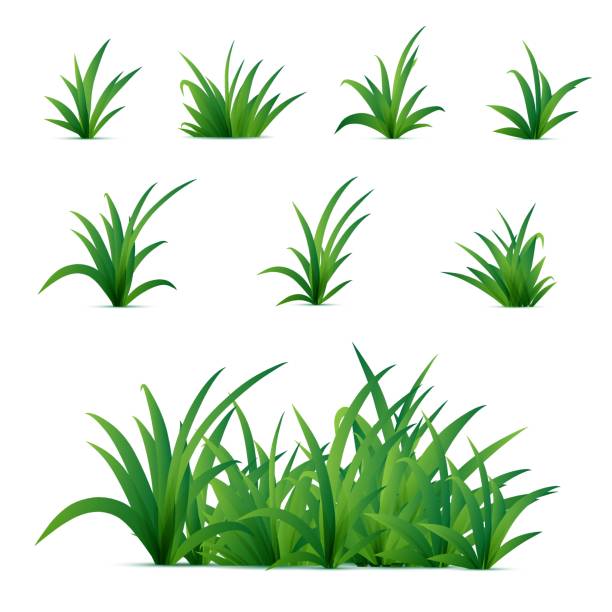 Grass Realistic spring green grass isolated on white background. Vector nature elements for posters or advertisement. grass stock illustrations