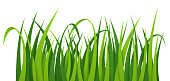 Grass or weeds or lawn growing overlapping blades of grass plants.