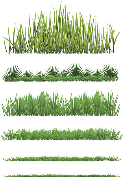 Grass Grass vector set collection, isolated on white grass drawings stock illustrations
