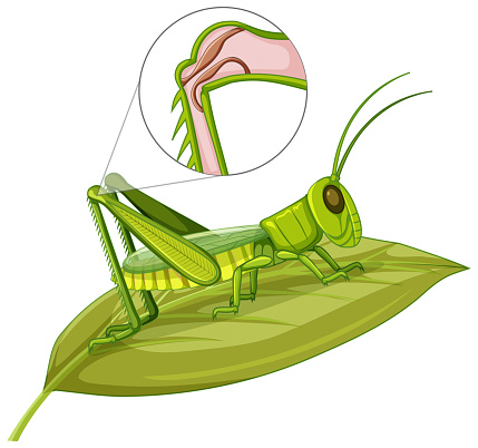 Grasshopper body close up isolated on white background