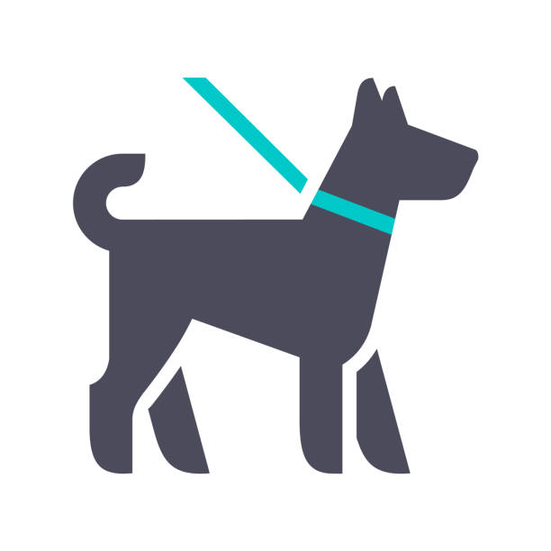 Gray turquoise icon on a white background Dog walking, gray turquoise icon on a white background dog icons stock illustrations