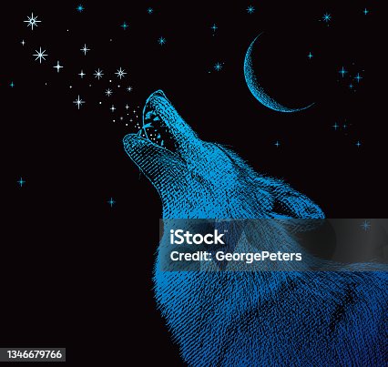 istock Gray wolf howling at the moon 1346679766
