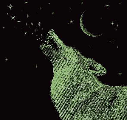 Gray wolf howling at the moon