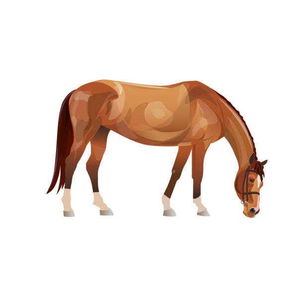 Grazing horse vector. Grazing chestnut horse. Vector illustration isolated on white background horse clipart stock illustrations