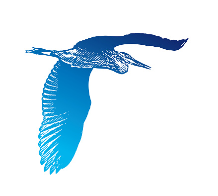 Great Blue heron flying